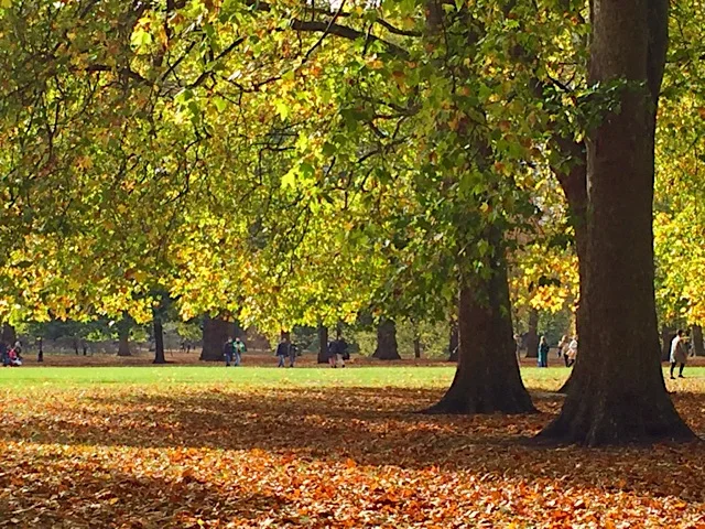 Autumn in Green Park, London - geograph.org.uk - 5584963