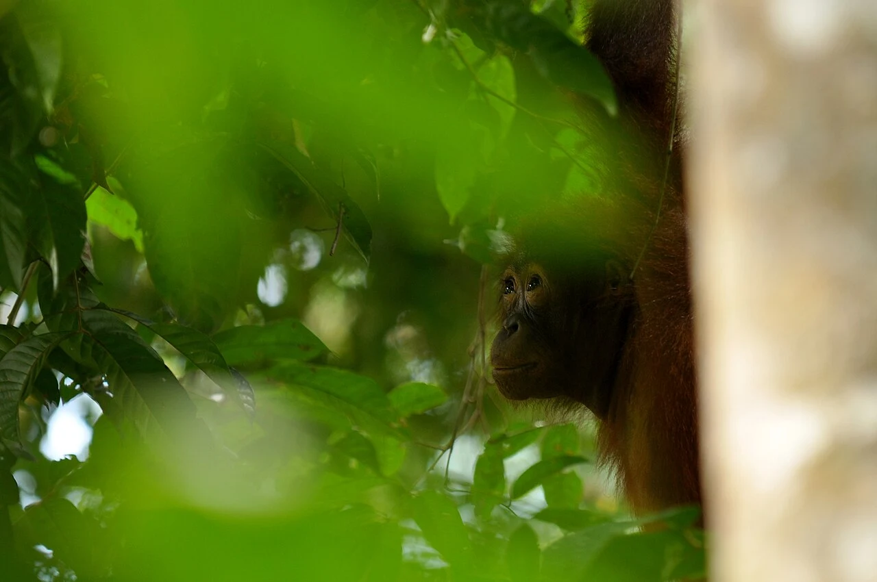 An orangutan resting among greenery in Sabah, Borneo